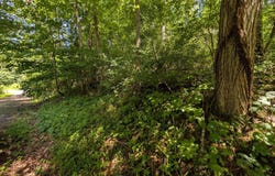 LOT 85-86 ORIOLE CT, FRONT ROYAL, VA 22630