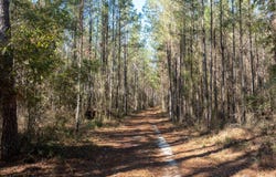 0 Gum Swamp Rd, Greenville, FL 32331