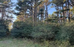 COUNTY RD 185, Haleyville, AL 35565