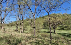 40 Acre Lot Walnut Lane, Richland Center, WI 53581