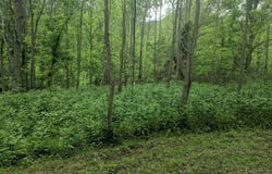 E Lee Hwy, Max Meadows, VA 24360