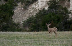 TBD Pioneer School Rd, Merriman, NE 69218