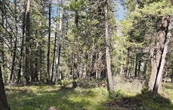 581 Crest Drive, Cimarron, CO 81220