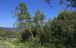 Tbd Shield O Road, Snowmass, CO 81654
