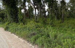 LOT13 DOWLING OAKS, Live Oak, FL 32060