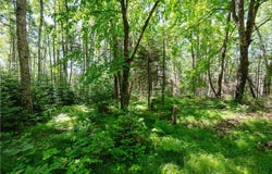33 Acres Buffalo Lake Road, Cable, WI 54821