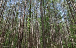 000 WILLARD TAYLOR RD, Dodson, LA 71422