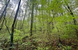 Lot 113 Bear Den Trl, Grandview, TN 37337