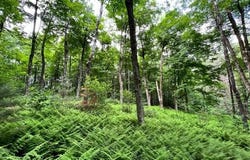 Lot 2 McGregor Road, Johnstown, NY 12078