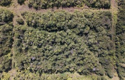GLENWOOD RD, Volcano, HI 96785