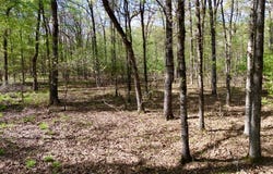 909 FM, Bogata, TX 75417