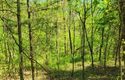 0 Highrock School Road, Blanch, NC 27212