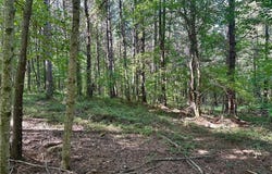 6 Patriot View, Dahlonega, GA 30533