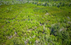 Tract 1 Scuffletown, Bristol, GA 31518