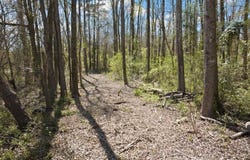 Lot 1 & 2 CR 4365, Mount Pleasant, TX 75455