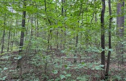 0 Carnes Chapel Rd., Attalla, AL 35954