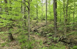 Staples Pond Road lot: 10C, Temple, ME 04984
