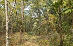 28060 Farm Rd 1268 lot: 27, Golden, MO 65658