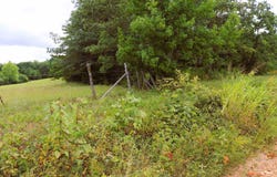 3 acres Co Rd 198, Danville, AL 35619