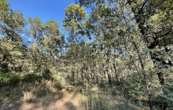 136 Forest Crest, Livingston, TX 77351