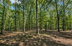 Sipsey Overlook Road, Double Springs, AL 35553
