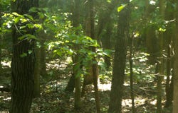 Chesapeake Drive, Cherokee Village, AR 72529