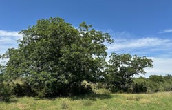 Unk County Road 330, Bertram, TX 78605