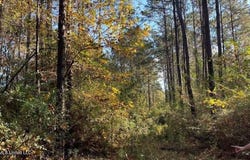 Delaware Avenue, McComb, MS 39648