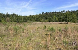Chathaw Path, Smithdale, MS 39664