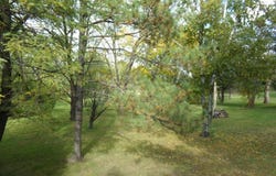 18323 Elmcrest Avenue N, Forest Lake, MN 55025