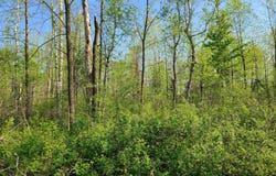 186TH AVENUE, Boyd, WI 54726