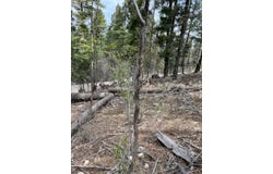 Sugar Pine Dr lot: 18, Cloudcroft, NM 88317-0544