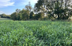 Tract #1 Mt Eden Road, Waddy, KY 40076