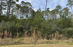 Ryan Drive, Carrabelle, FL 32322