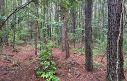 Tbd Battle Rd., Ethel, LA 70730