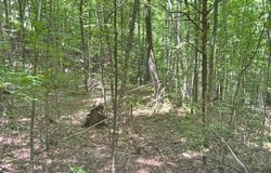 Macs Mountain Retreat Lane, Franklin, NC 28734