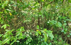 Lot5 Sr 108, Gruetli Laager, TN 37339