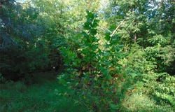 Robin, Doniphan, MO 63935