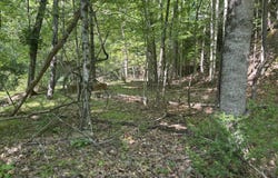 Tbd Skeetrock Road, Clintwood, VA 24228