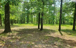 TBD (Lot 5) Brandon Drive, Mena, AR 71953