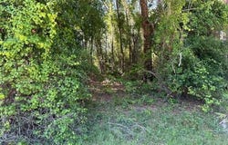 203 PLUMOSA Drive, Georgetown, FL 32139
