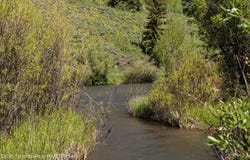 5075 W RAINBOW TROUT Lane, Wilson, WY 83014