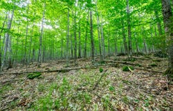 0 Moose Hill Way, Keene, NY 12942