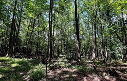 PIONEER Lane, BOYCE, VA 22620