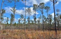 LEE ROAD 278, SALEM, AL 36874
