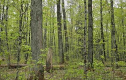 Lot 37 Yellow, Nisula, MI 49952