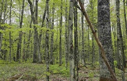 Lot 37 Yellow, Nisula, MI 49952