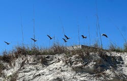 2 11th Street, St Augustine Beach, FL 32080