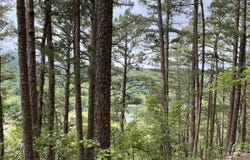 0 Woods Road, Melbourne, AR 72556
