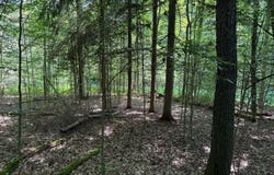 00 Red Mill Road, Mount Jewett, PA 16740